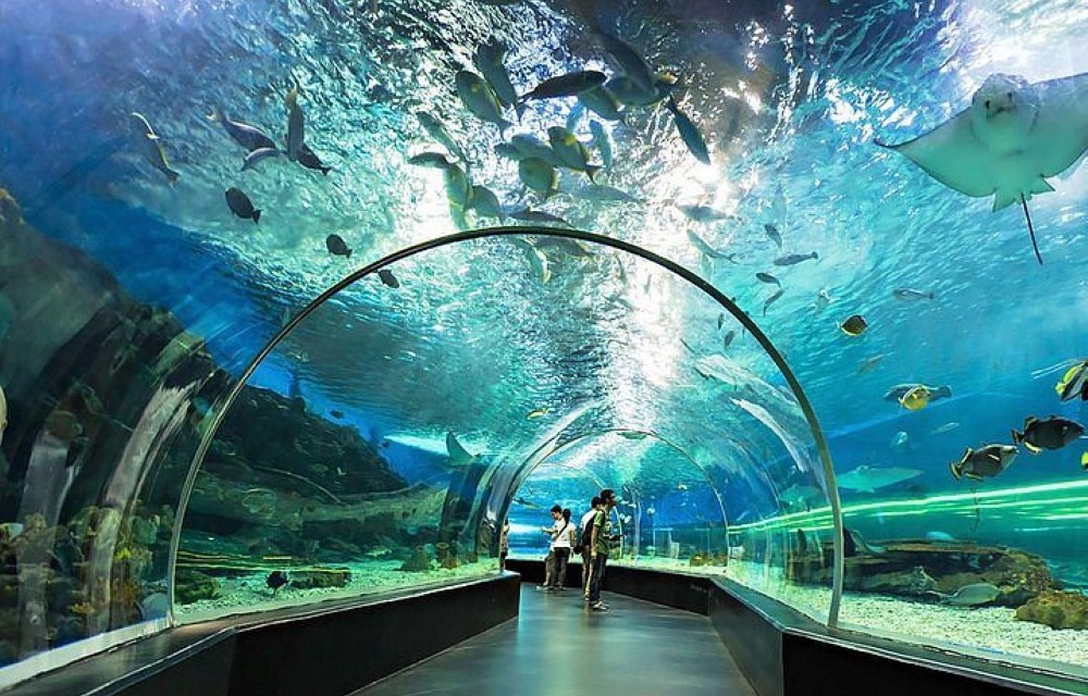 Attraction Picture